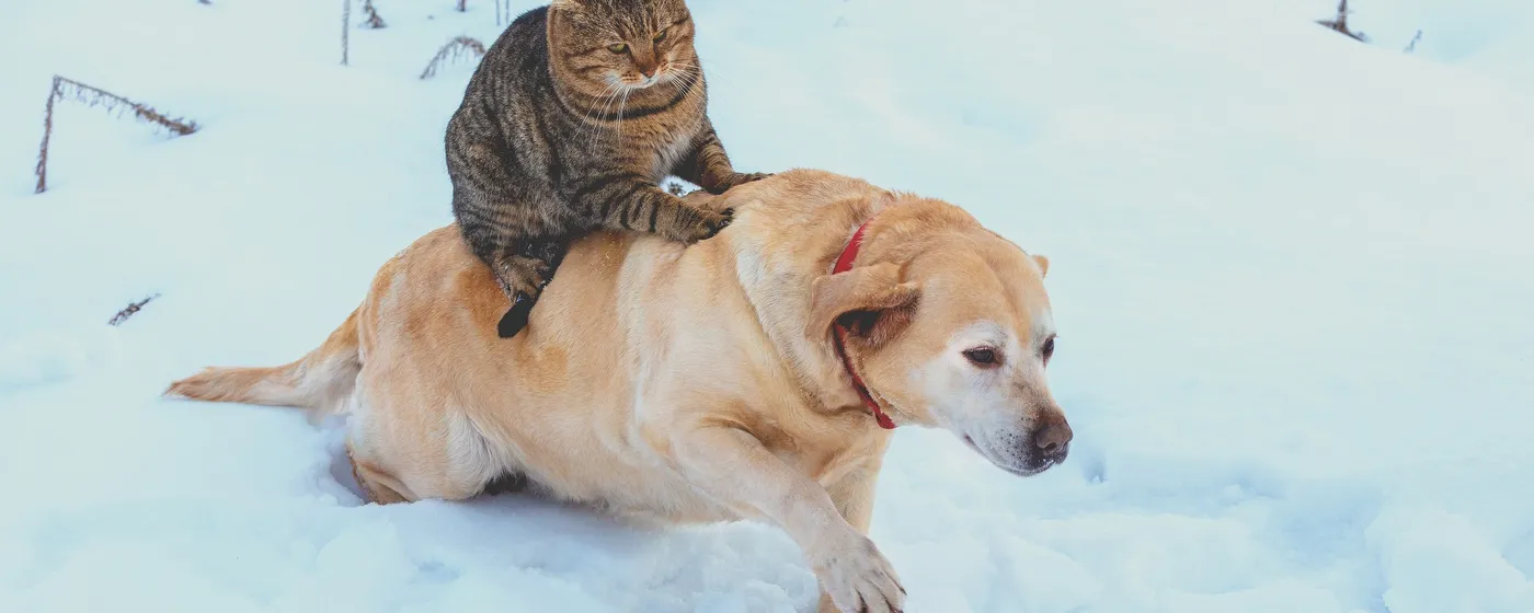 Hund und Katze wollen ins Fertighaus